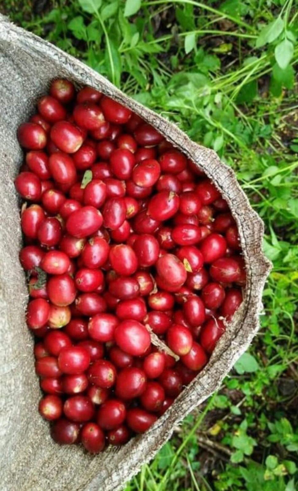 Panen ceri kopi