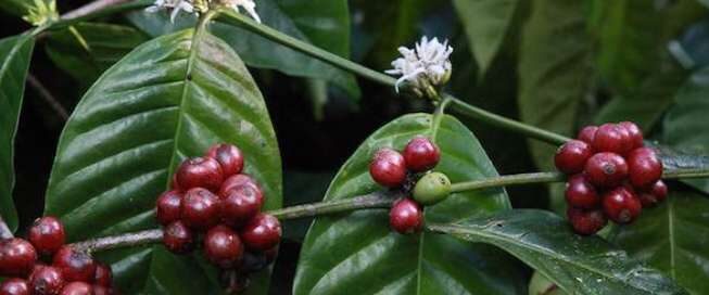 Robusta Premium & Kopi Luwak