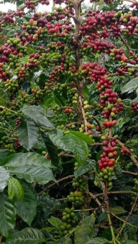 Panen kopi ceri