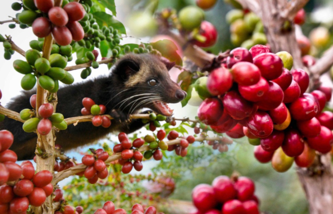 Panen Kopi Luwak