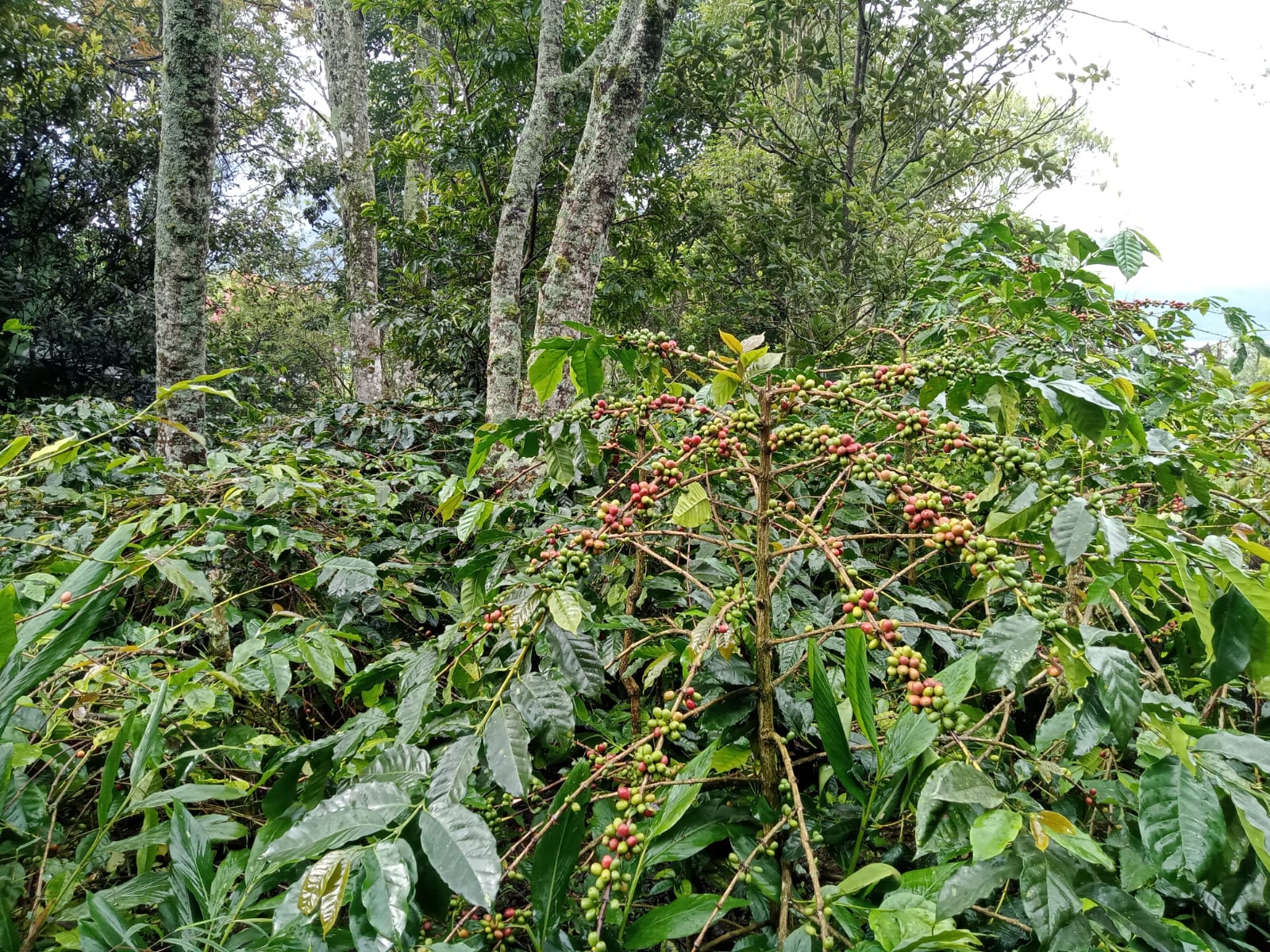 Kebun Kopi