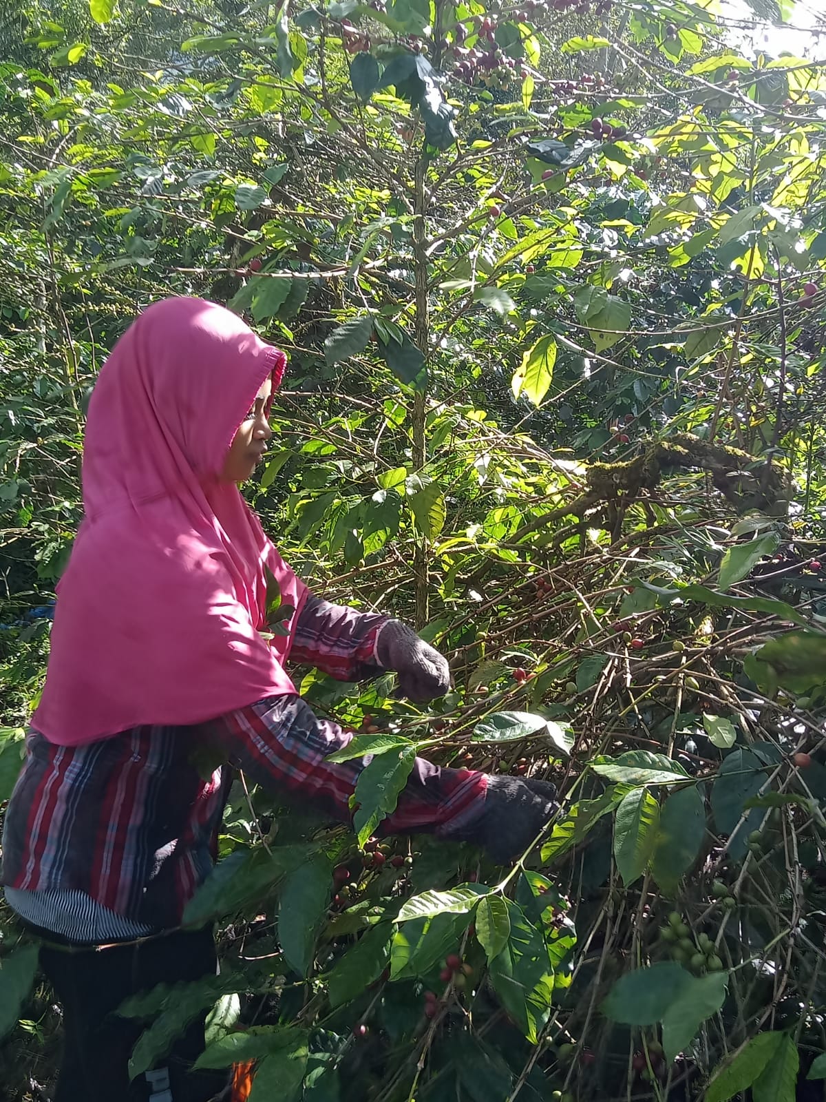 Panen Kopi