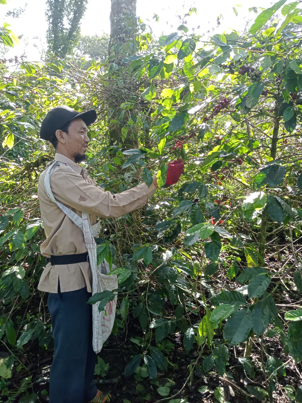 Panen Kopi
